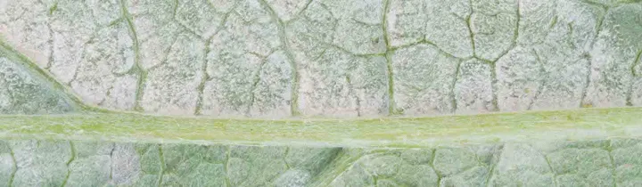 Leveillula cylindrospora