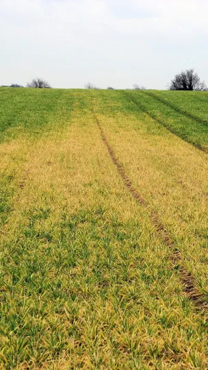 Barley yellow mosaic