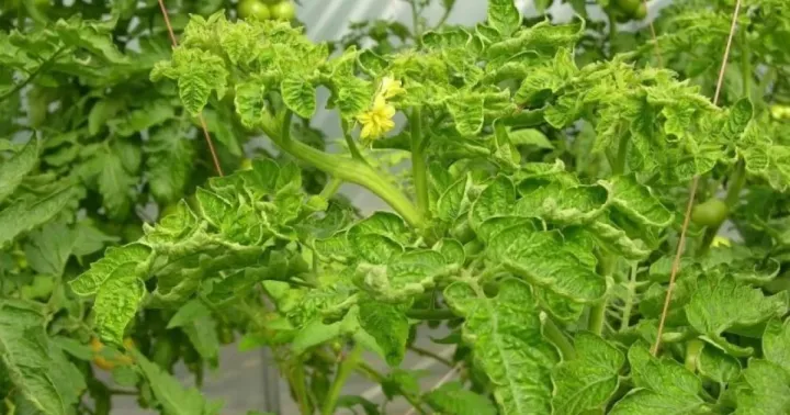 Tomato yellow leaf curl virus