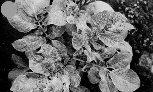 Andean potato latent virus