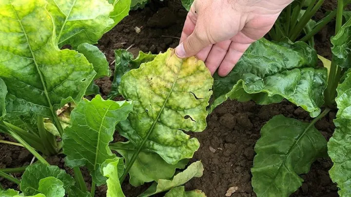 Beet yellows virus