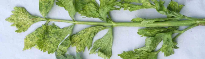 Celery mosaic