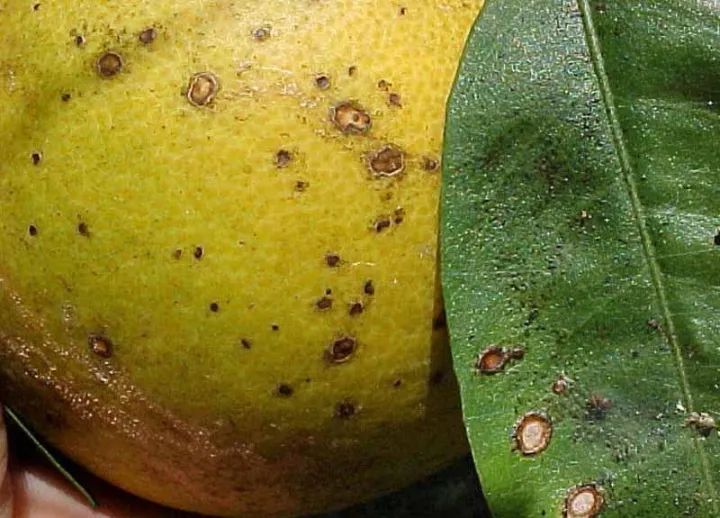Citrus anthracnose