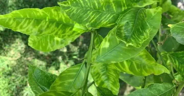 Citrus yellow vein clearing virus