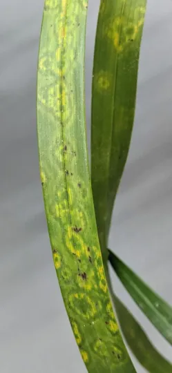 Cymbidium mosaic virus