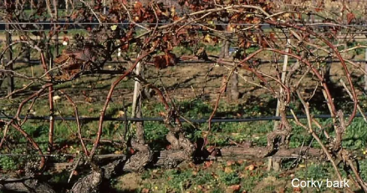 Grapevine corky bark