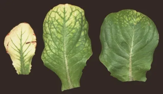 Lettuce chlorosis crinivirus
