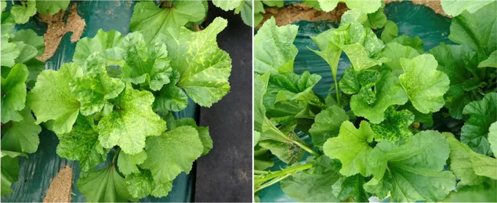 Malva mosaic virus