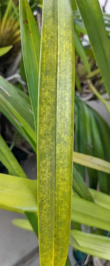 Orchid dichorhavirus