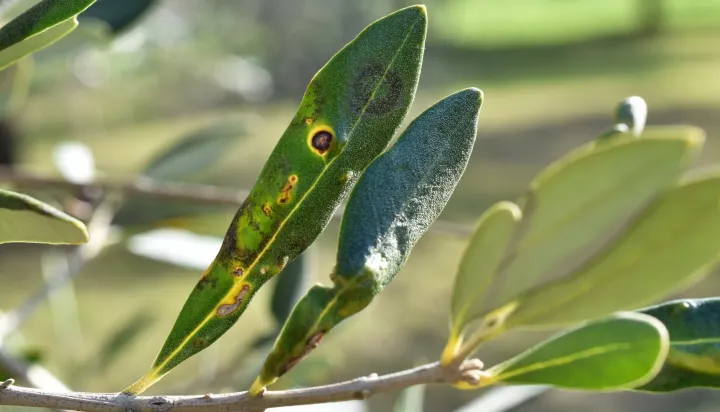 Olive leaf sickle