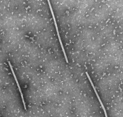 Вірус кільцевої плямистості одонтоглосуму