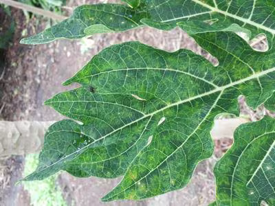 Papaya potexvirus
