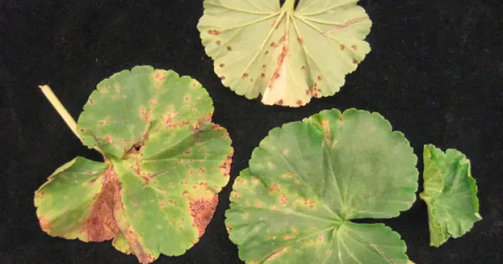 Pelargonium line pattern virus