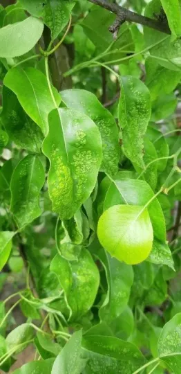 Pear leaf blister mite
