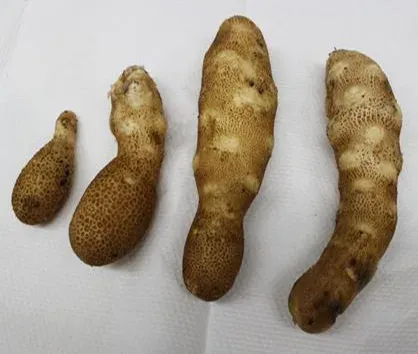 Potato spindle tuber viroid