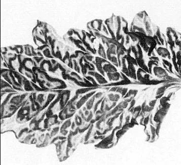 Pelargonium zonate spot virus