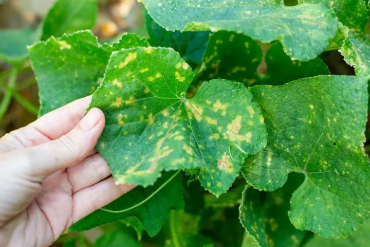 Zucchini yellow mosaic virus