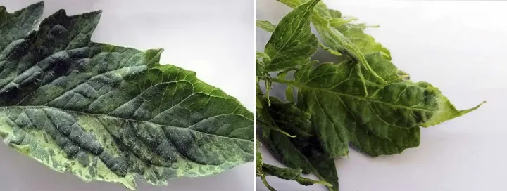 Tomato black ring virus
