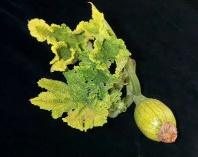 Watermelon curly mottle