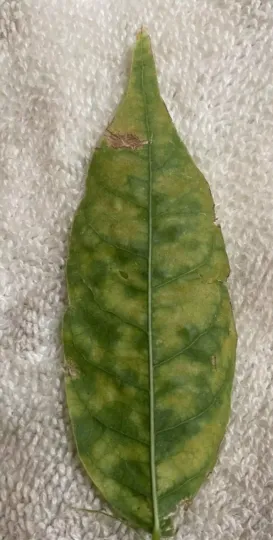 Wisteria mosaic