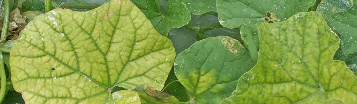 Cucurbit chlorosis