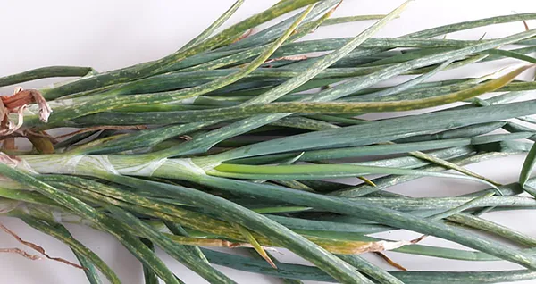 Shallot latent virus