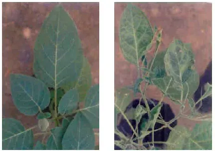Datura distortion virus