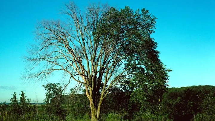Голландская болезнь вяза