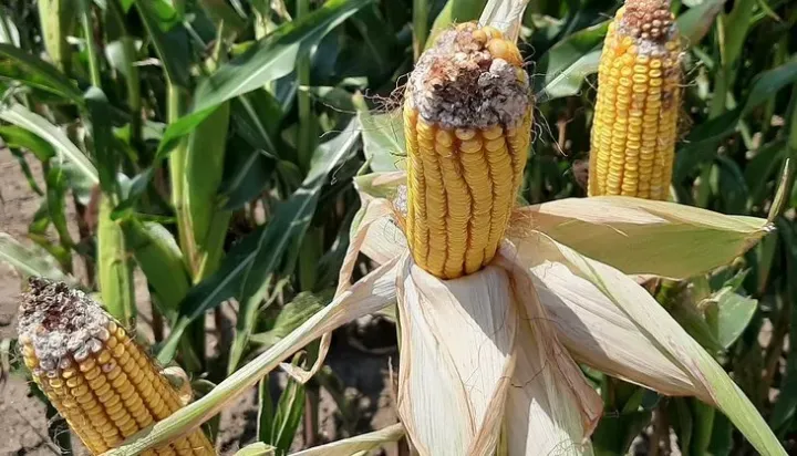 Stenocarpella ear rot