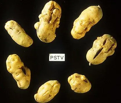 Pospiviroid