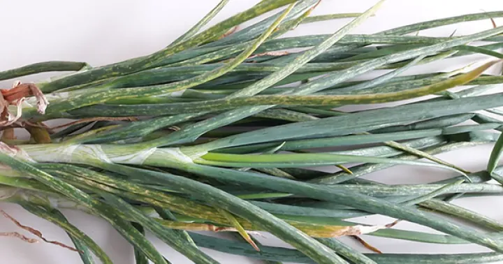 Shallot latent virus