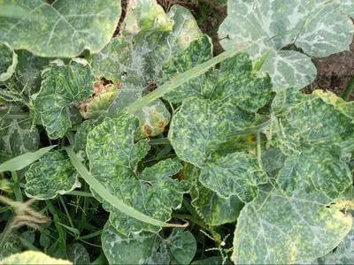 Watermelon mosaic virus