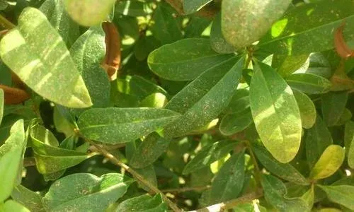 Privet yellow