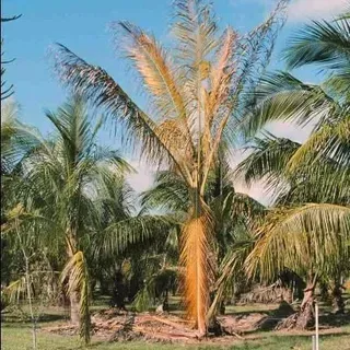 Lethal yellowing of palms