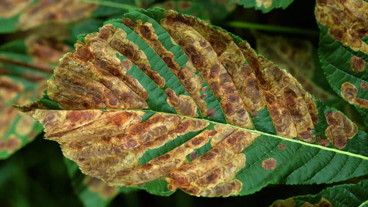 Alder little leaf