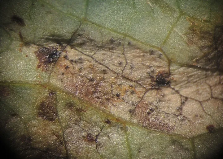 Septoria leaf spot of celandine