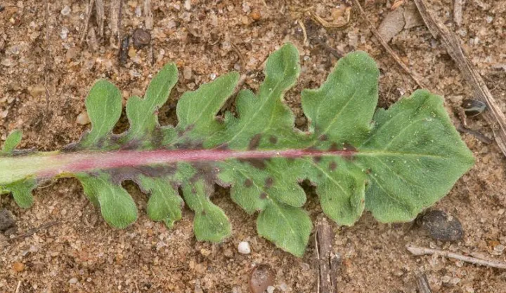 Septoria leaf spot of evening primrose