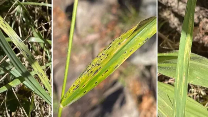 Setaria tar spot