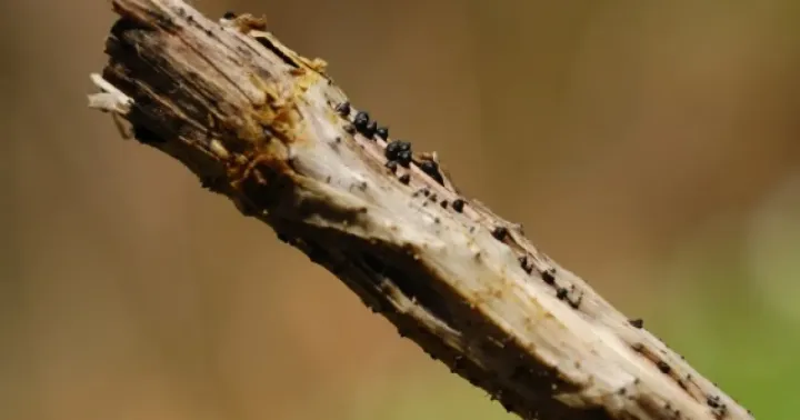 Leptosphaeria leaf spot
