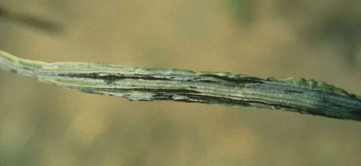 Sorghum stem smut