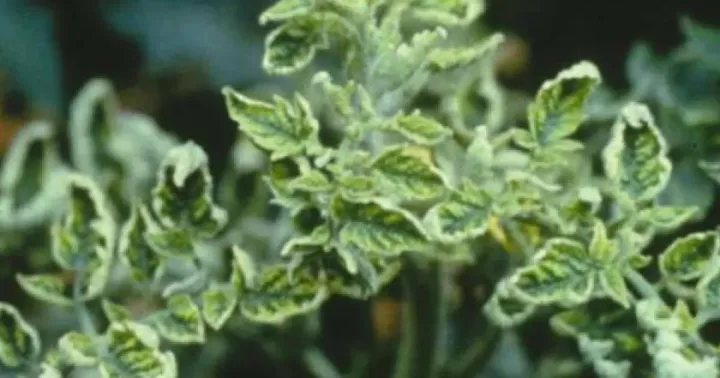 Solanaceous leaf curl virus