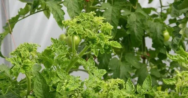 Solanum yellow leaf curl Thailand begomovirus