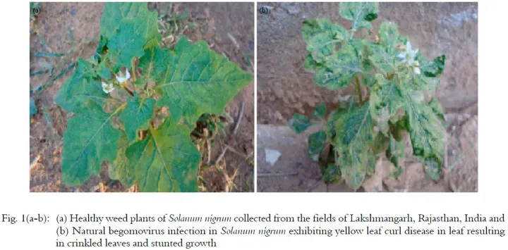 Yellow vein of solanaceous