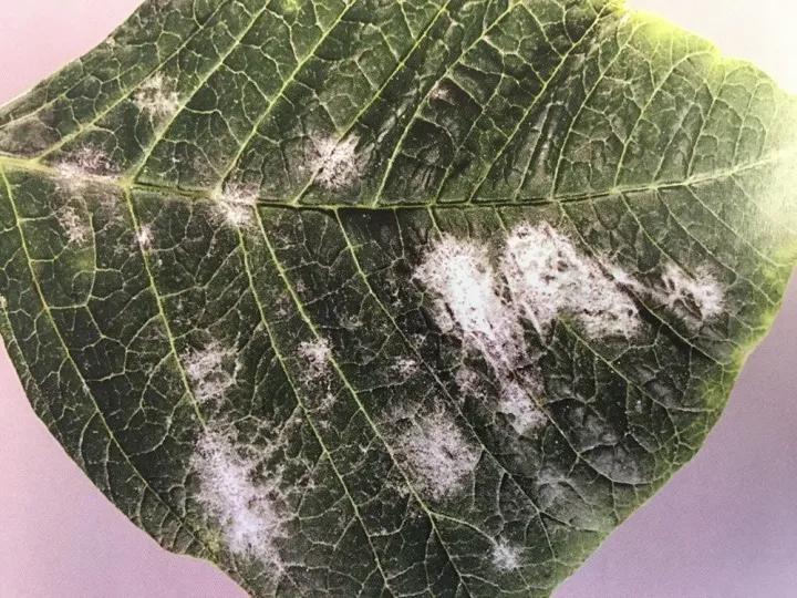 Powdery mildew of spurge