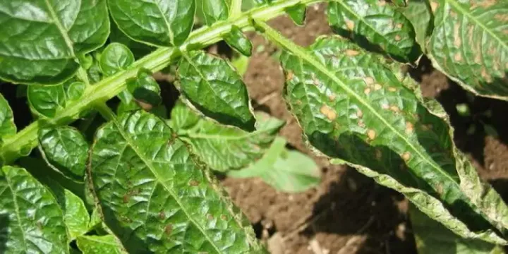 Potato leafroll virus