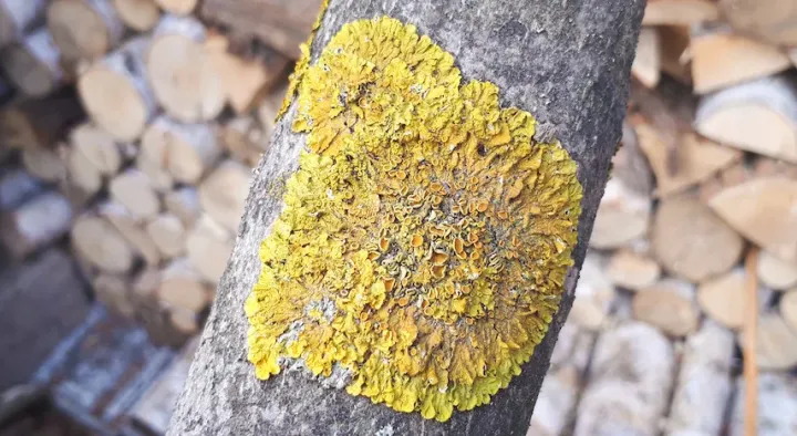 Lecanoromycetes