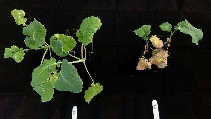 Xanthomonadales