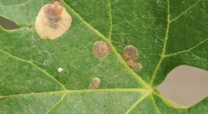 Grape Cercospora leaf spot