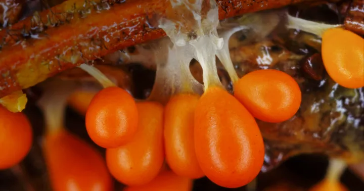 Dictyostelid slime molds