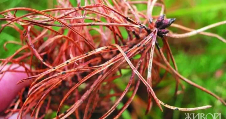 Pine needle cast